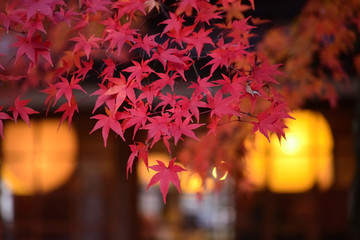 紅葉の京都　嵐山
Autumn leaves at Arashiyama in Kyoto Japan