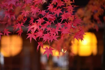 Schilderijen op glas 紅葉の京都　嵐山  Autumn leaves at Arashiyama in Kyoto Japan © airpebble