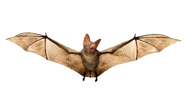 Flying Vampire bat isolated on white background