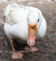 portrait of a goose on a farm