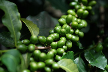 raw coffee fruit