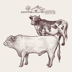 Cow and bull. Vector.