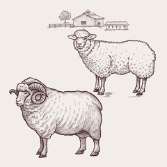 Sheep and ram. Vector.