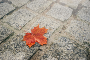Fallen red maple leaf on pavement
