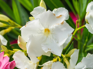 Nerium oleander