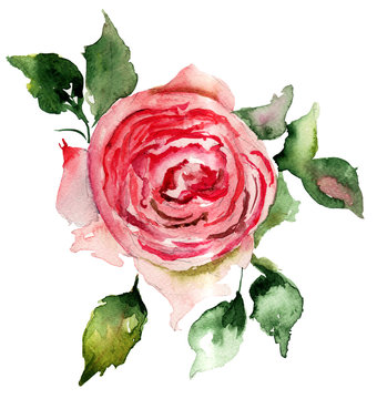 Red roses, watercolor painting