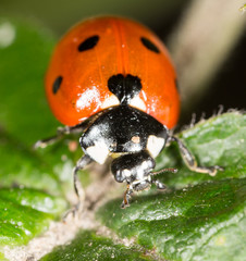 ladybug on a plant in the nature