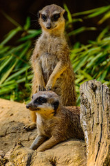 Meerkat chilling in the sun
