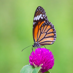 Fototapeta na wymiar Butterflies and flowers natural