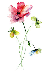 Obrazy  Dzikie kwiaty akwarela ilustracja