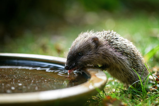 Kleiner Baby Igel trinkt im Garten aus einer Wasserschale Wasser.