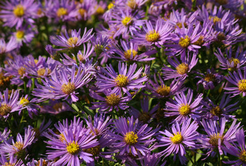 Aster. Autumn. Background.