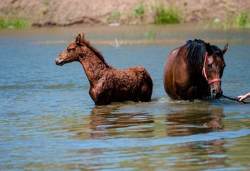 Horses in water