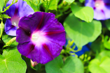 Blue morning glory flowers