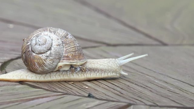 Snail running on wood from left to right