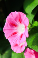 Pink morning glory flowers