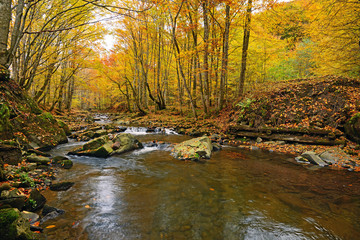 Autumn scenery in the forest
