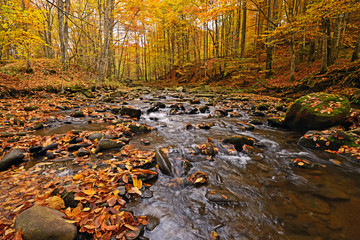 Autumn scenery in the forest