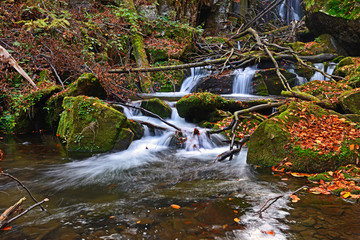 Autumn scenery in the forest
