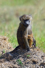 Portrait of a Baboon