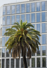 Fototapeta na wymiar Barcelona (Spain): building and palm tree