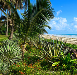 Picturesque coast Diani
