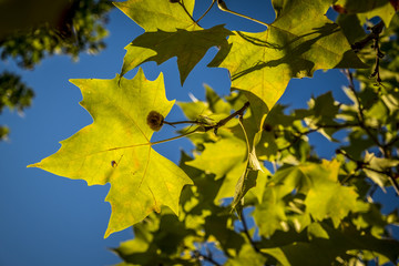 Park in fall season in Sant Cugat del Valles