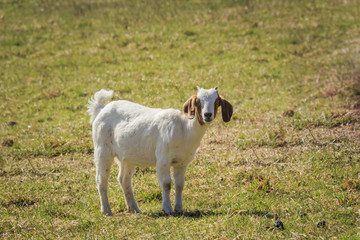 Fototapeta premium Ziege