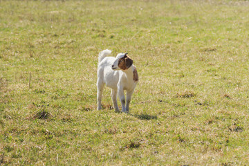 Eine kleine braun weiß gescheckte Ziege steht auf einer Wiese und blickt frech zur Seite