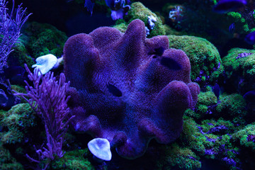 Coral reef underwater close-up.