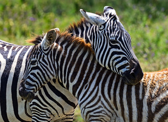 Zebra in the African savannah