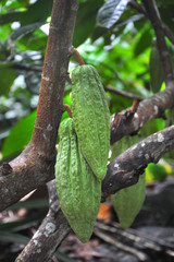 Cocoa fruit ripens on the trees. cocoa farm in the Dominican Republic. Photo partially tinted.