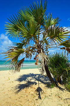 Picturesque coast Diani