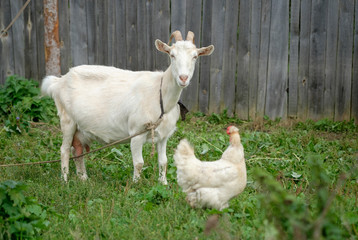 Obraz premium Белая коза на привязи возле деревянного забора на траве 