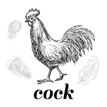 cock hand drawn sketch illustration