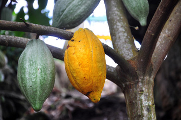 Cocoa fruit ripens on the trees. cocoa farm in the Dominican Republic. Photo partially tinted.