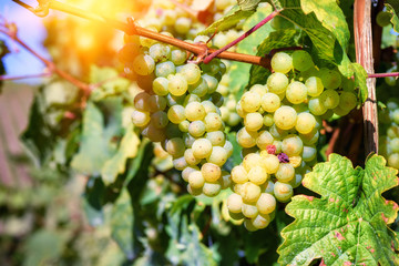 Bunch of fresh organic grape on vine branch
