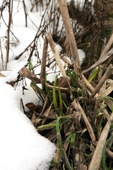 First chive sprouts in early spring. The end of winter, beginning of spring.