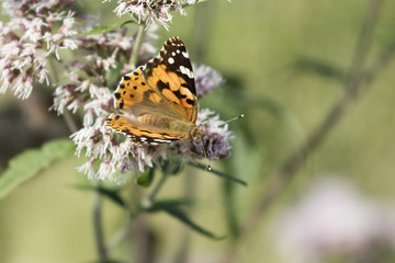 butterfly on wildflower