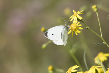 Obraz premium butterfly on wildflower