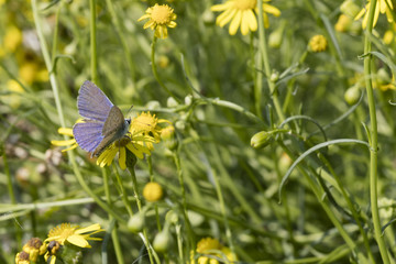 Obraz premium butterfly on wildflower
