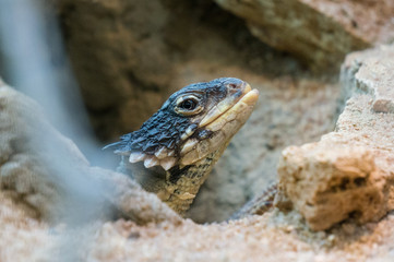 Lizard in burrow