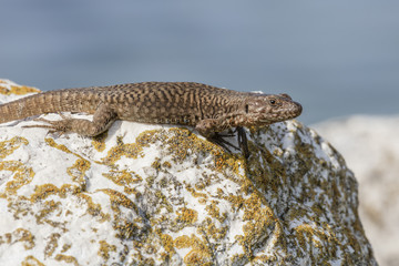 lizard on rock