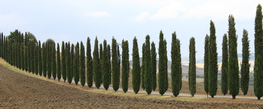 Landscape in Tuscany with cipress