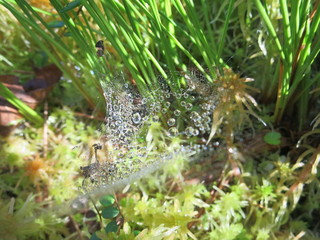 Роса в лесу