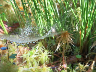 Роса в лесу