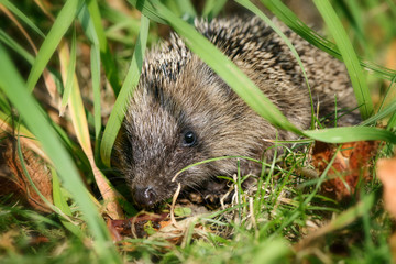 Kleiner Baby Igel  im Garten unter Gras versteckt.