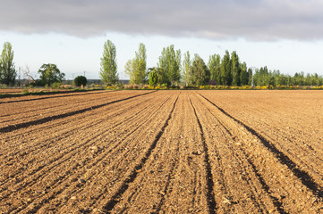 Initial stages of cornfields in the plain of the River Esla, in Leon Province, Spain