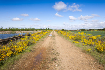 Flowering dirt road in an agricultural landscape in the plain of the River Esla, in Leon Province,...