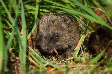 Kleiner Baby Igel frisst im Garten unter Gras versteckt genüsslich einen Regenwurm.